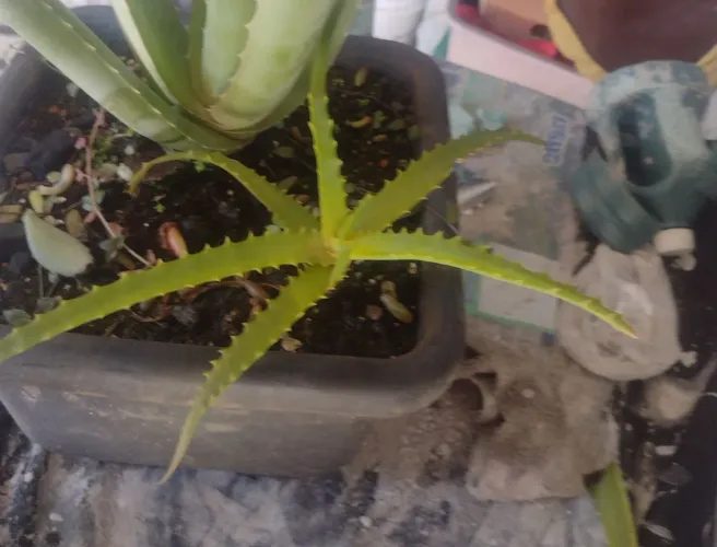 MUDA DE BABOSA ARBORESCENCE