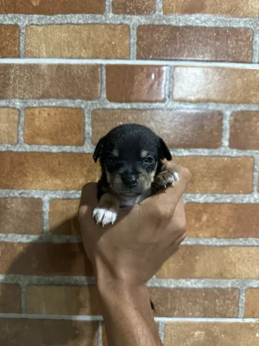 Filhotes de pinscher ,numero 01