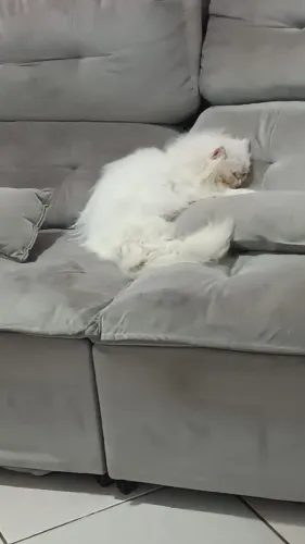 Venda de gata persa