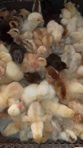 Franguinhos caipira e galo índio