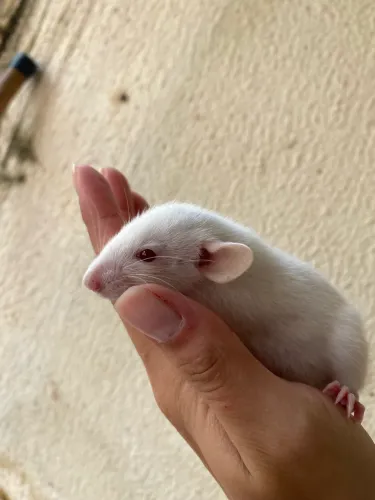 Twister Dumbo