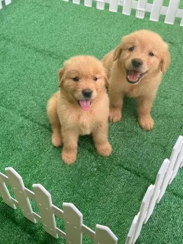 Golden Retriever Mega Fofinho 
