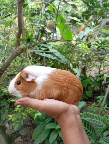 Porquinho da Índia ( padrão exportação)