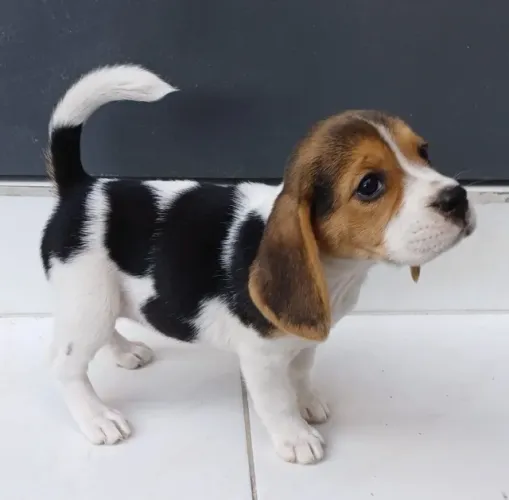 Seu Parceiro de Aventuras: Beagle com Pedigree e Segurança de Contrato.