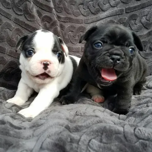 Bulldog frances excelente linhagem