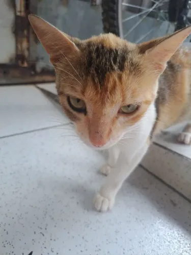 Gatinha para doação