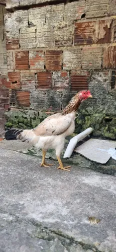 Galinha indiana 