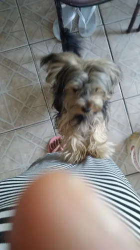 Cachorro yorchire
