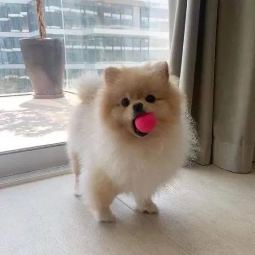 Filhote spitz alemão, Eles Já Estão Prontos Para Levar Amor Para Sua Família!