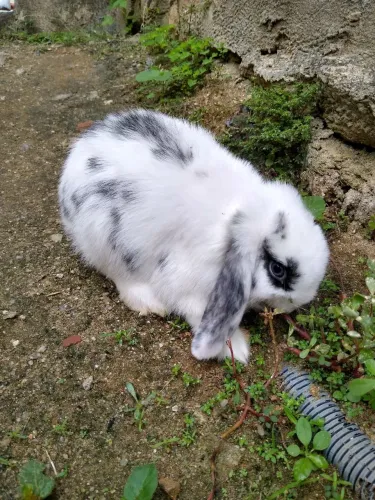 Coelho mini lop Uruguaio