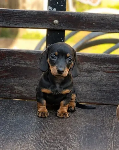Lindas femeas de dachshund pura 