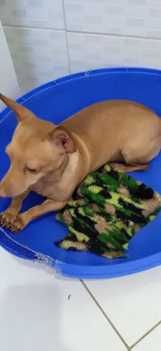 Pinscher 1 caramelo 