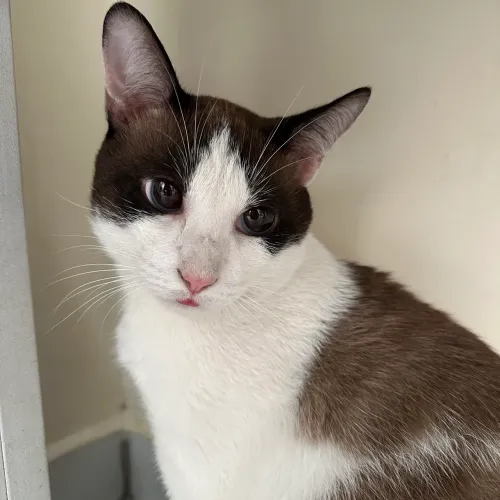 Adoção Gatinho cego