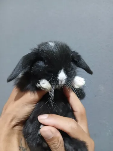 Coelho mini lop