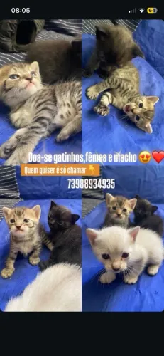 Estou doando esses gatinhos
