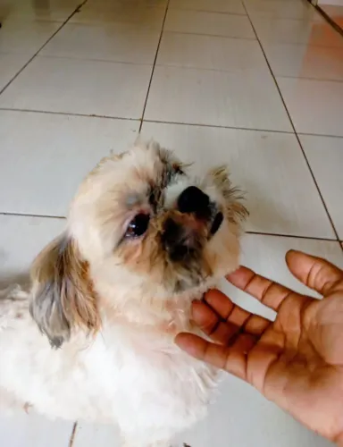 Shih Tzu fêmea adulta