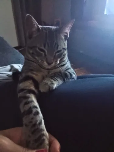Doação gatinho com 5 meses