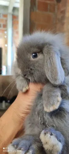 Coelhos fuzzy 