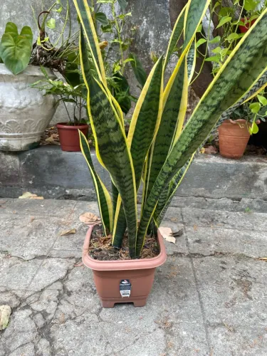 Vendo Vaso para Planta