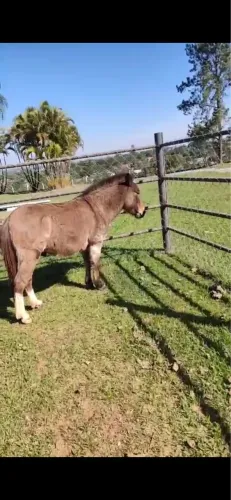 Mini burro