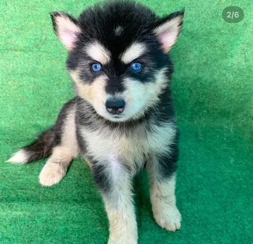 Filhote husky siberiano, Leve para casa um companheiro de aventuras para a vida toda!