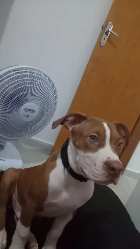 Cachorro