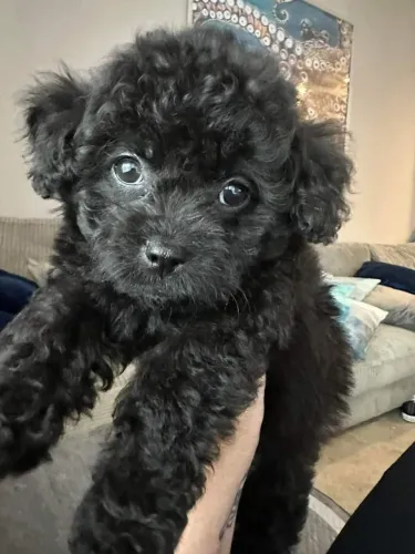 Poodle femea black pura voce que procura uma fofura 