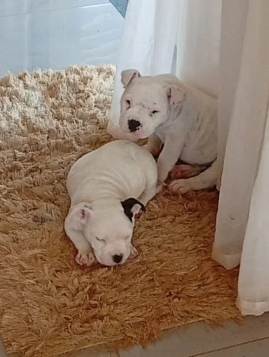 Vendo filhote femea de american bully pocket 