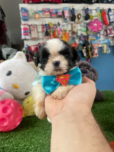 Shih tzu macho mini $1.000,00