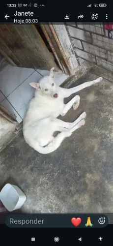Cachorrinha para adoção