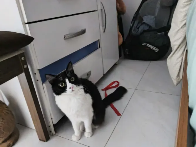 Gata fêmea castrada. 