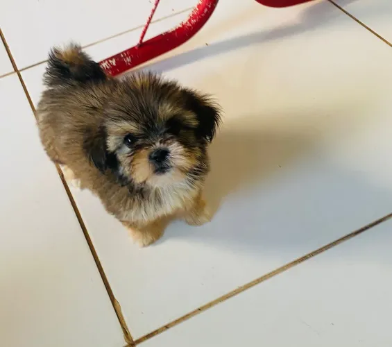 Lhasa apso