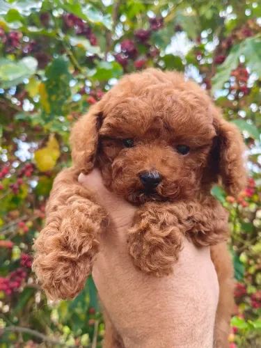 Filhote de poodle red disponível macho