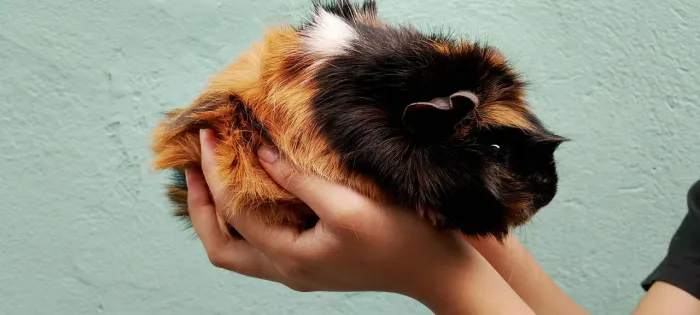 Animal - Porquinho da Índia - Fêmea 