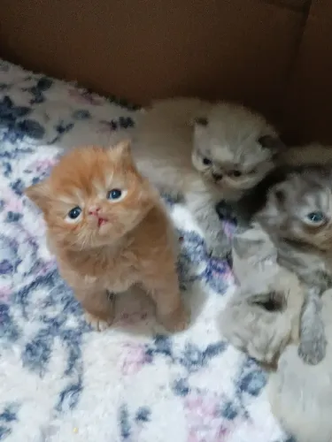 Gatinhos persa disponível para reservar