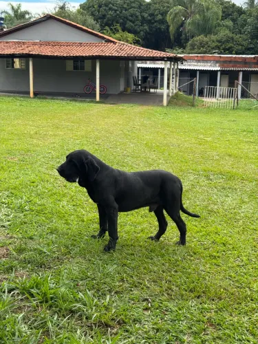 Padreador fila brasileiro