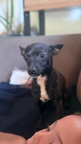 Pinscher macho 7 meses
