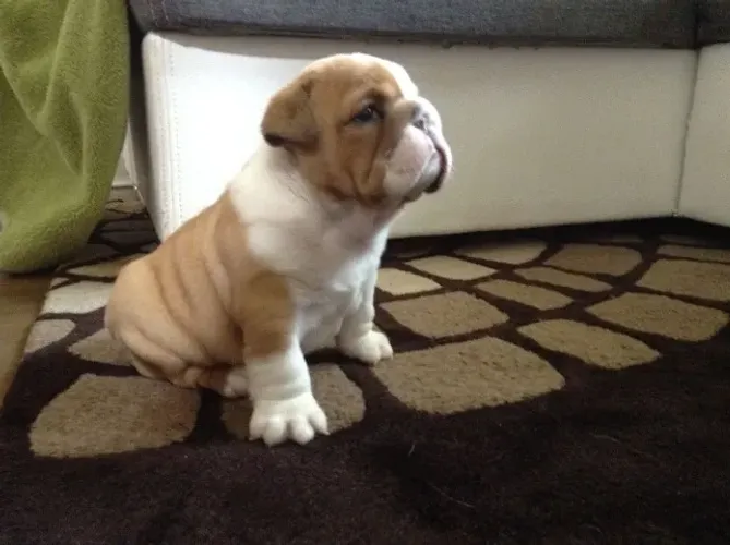 Bulldog Inglês,Bulldog Inglês Filhote Pronto Para Novo Lar