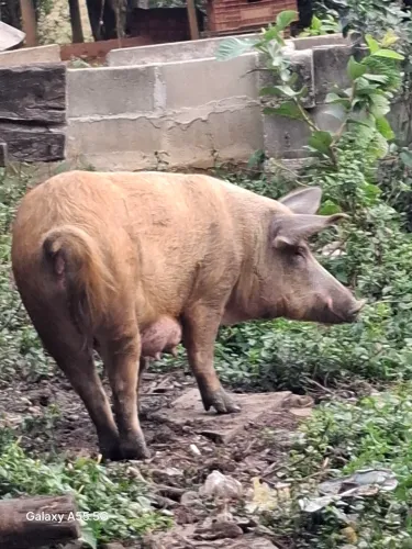 Casal de porcos