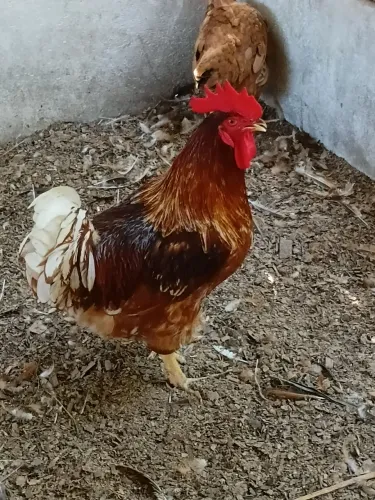 Venda de galo