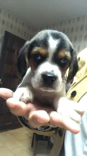 Menor padrão da raça de Beagle