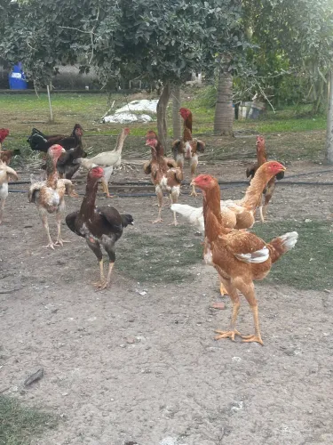 Galo índio gigante 