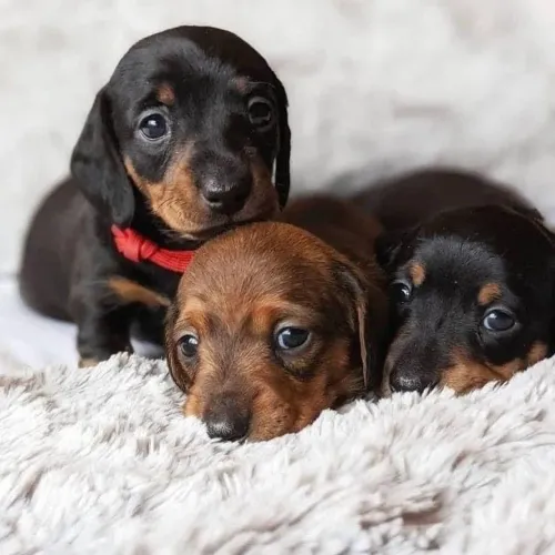 Dachshund Mini salsichinha raça pura imperdível hoje ainda 
