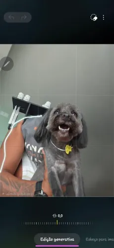 Doação de um Poodle pequeno porte!