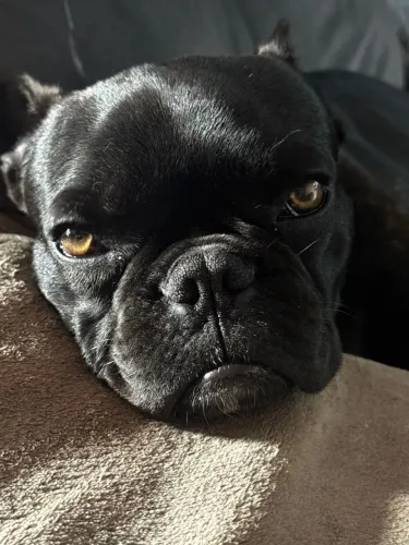 BULLDOG FRANCES MACHO 9 MESES PELAGEM PRETA MESCLA LINDA