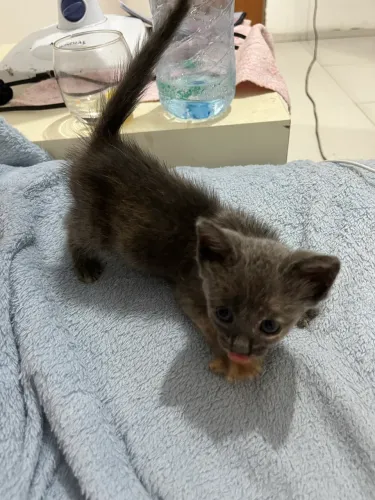 Gata para adoção