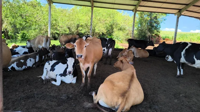 Vacas de leite e novilhas 