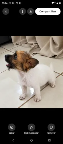 Doa-se cachorro
