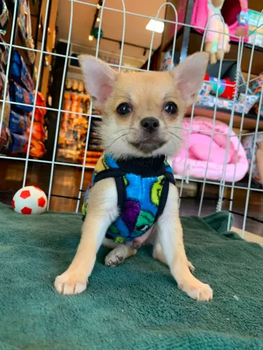 Chihuahua macho pelo longo 