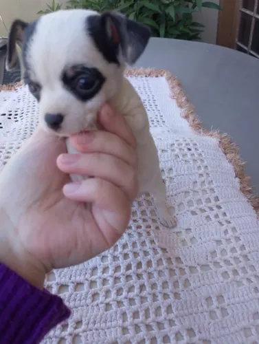 Chihuahua Fêmea pelo Curto - Estudo Proposta Pix